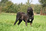 FILA BRASILEIRO 051